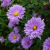 aster_the_archbishop_024